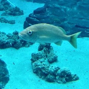 Meet your Posher, Dulce